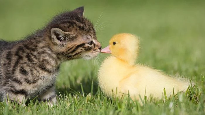 Tüm zamanların en iyi kedi resimleri