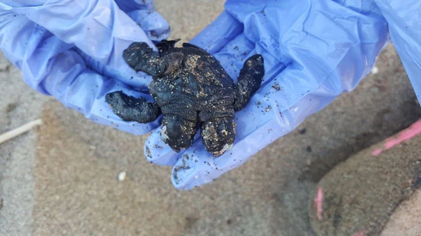 Çift başlı yavru deniz kaplumbağa görenleri şaşırttı