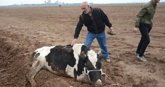 Çaldıkları inekleri götüremeyince bıçakladılar