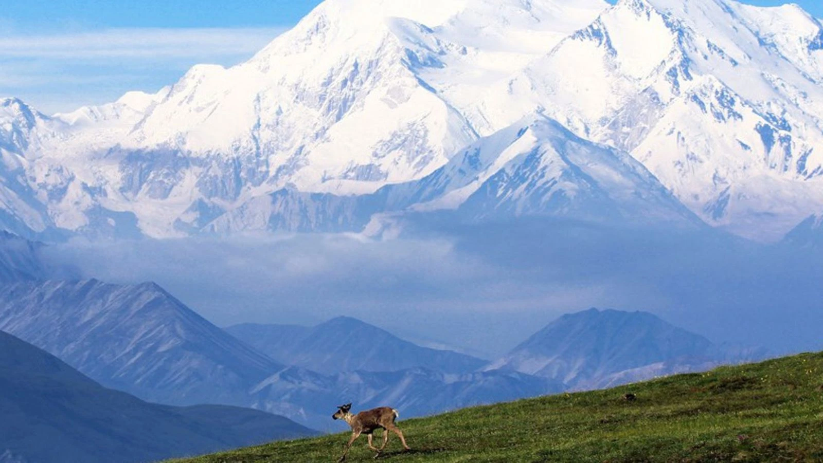 Boz ayı saldırdı, 400 kiloluk ayıdan bakın nasıl kurtuldu!