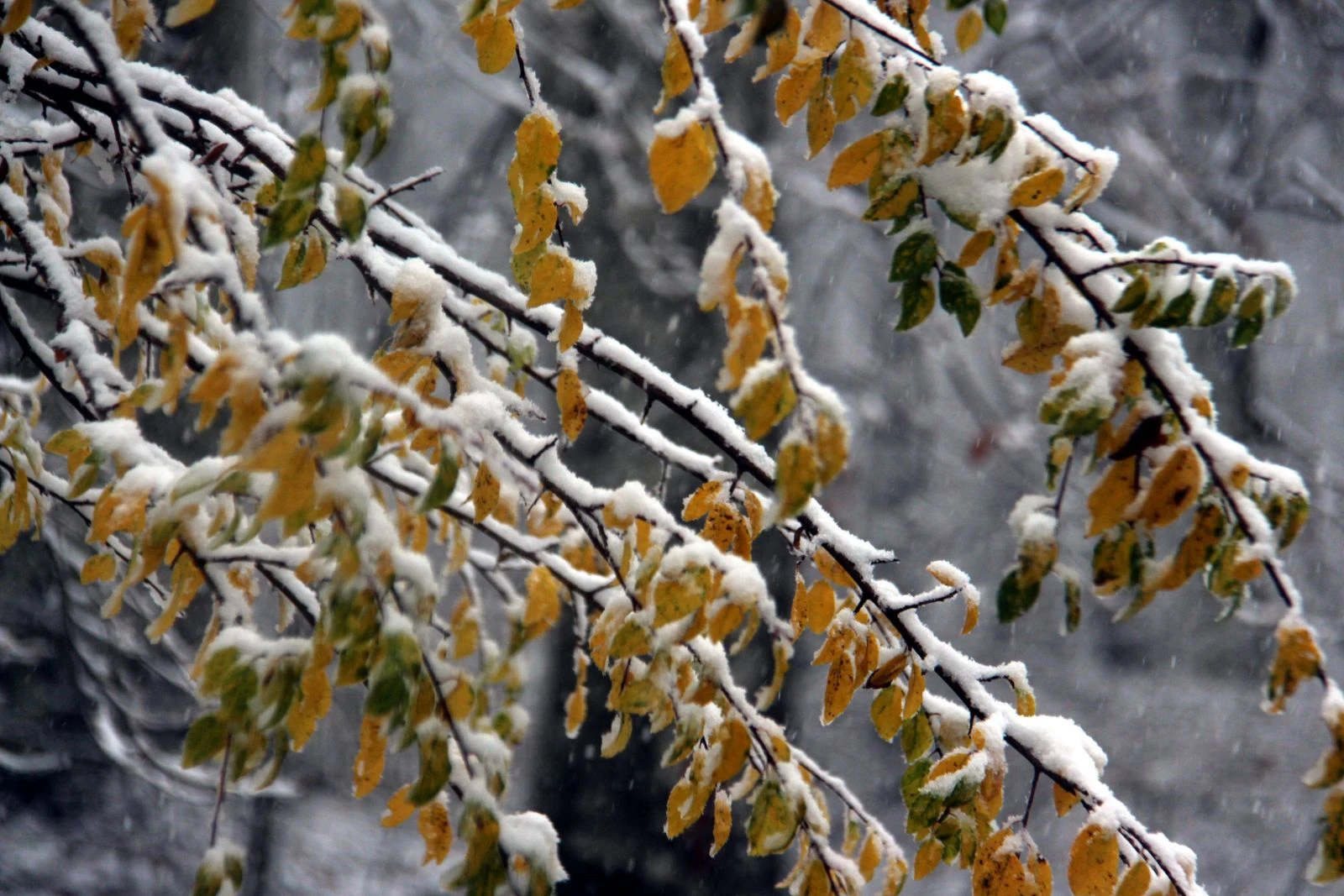 Balkanlardan gelen kar Dereköy'den giriş yaptı