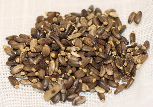 Devedikeni faydaları ve zararları nelerdir? Devedikeni karaciğer yağlanması