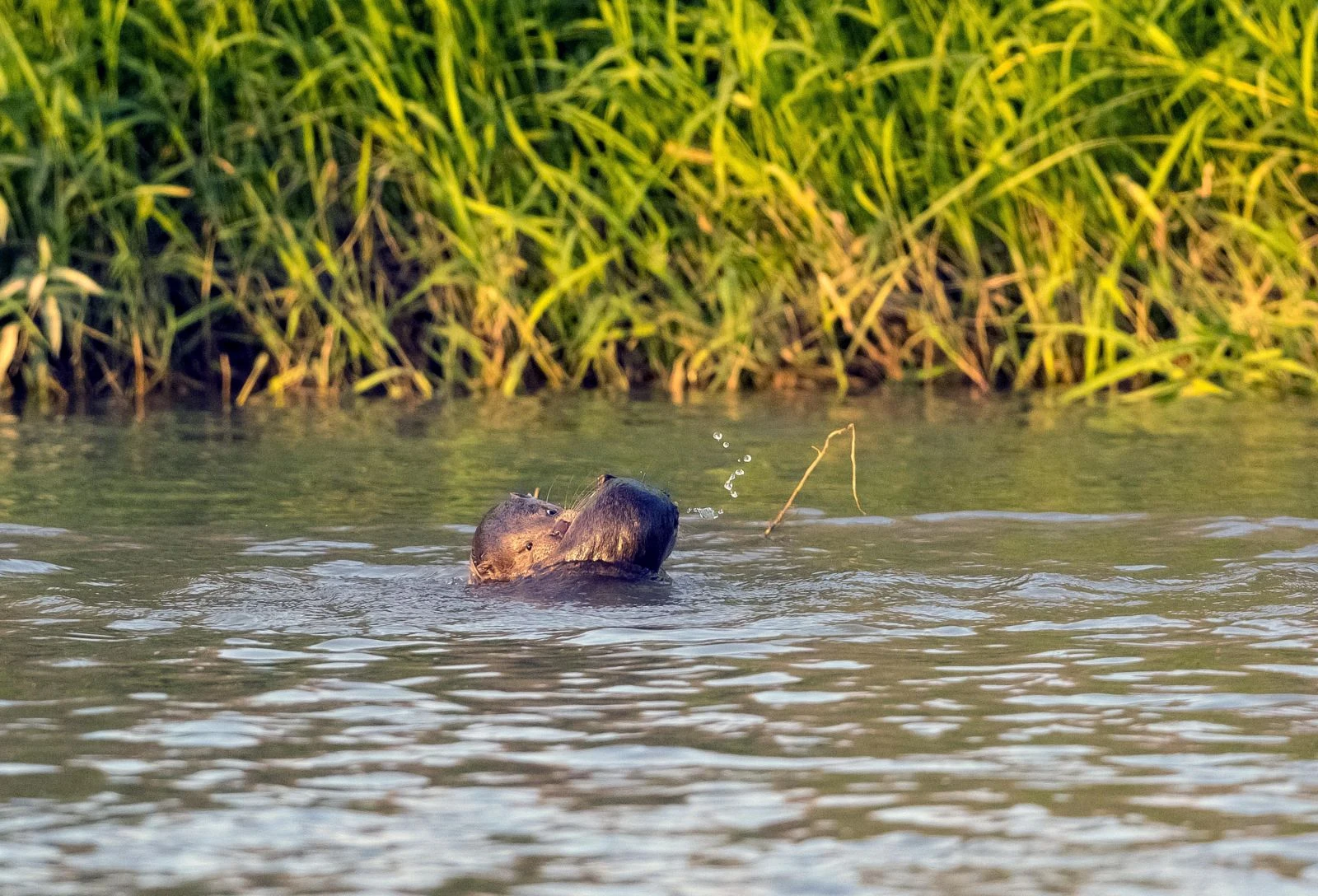 Canavar sanmışlardı! Dicle Nehri'nde görüntülendi