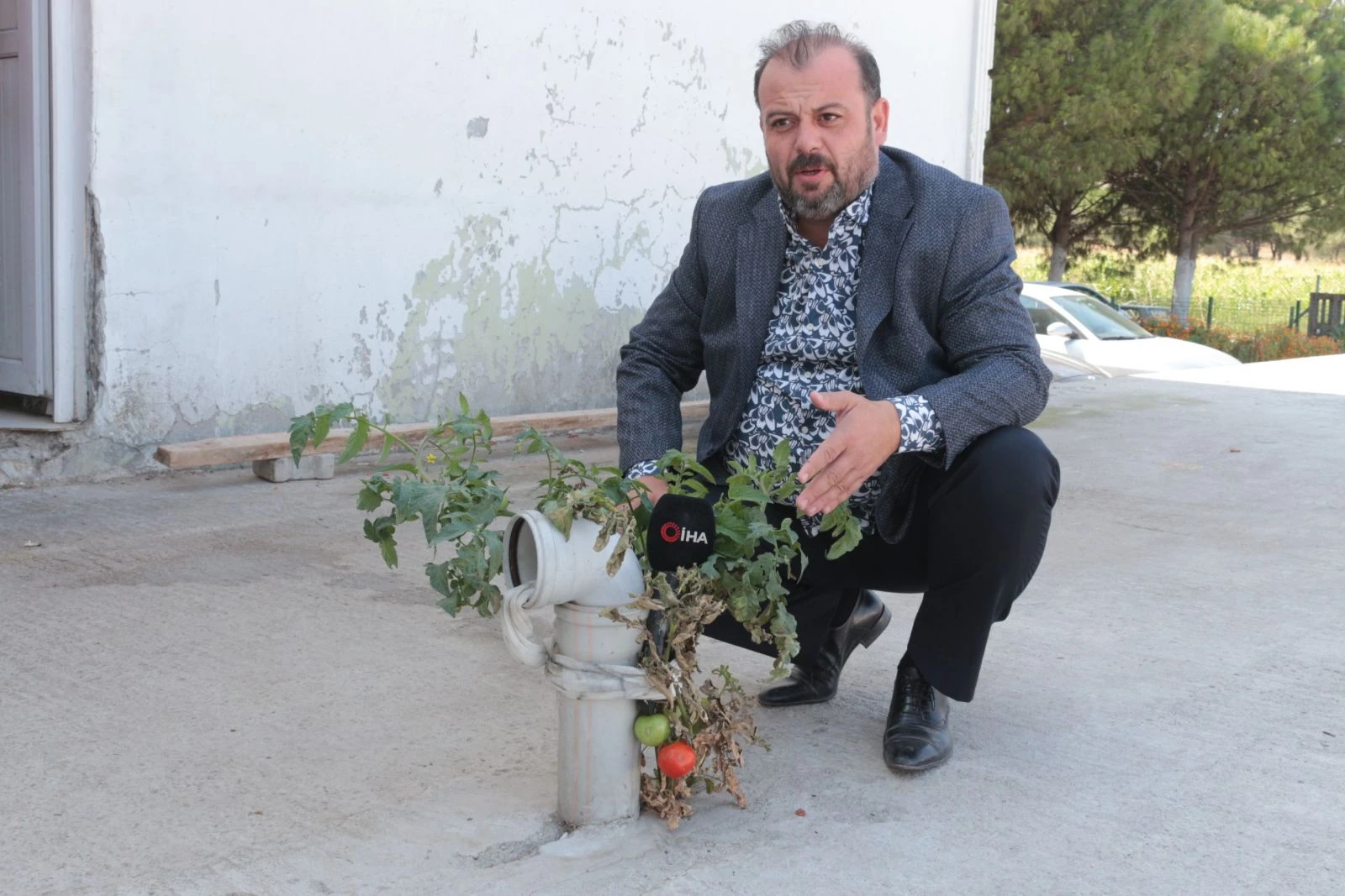 Gören hayret ediyor, bu domates betonda yetişiyor