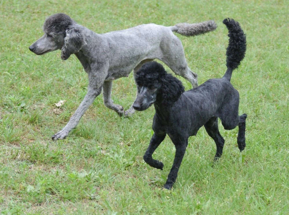 Poodle