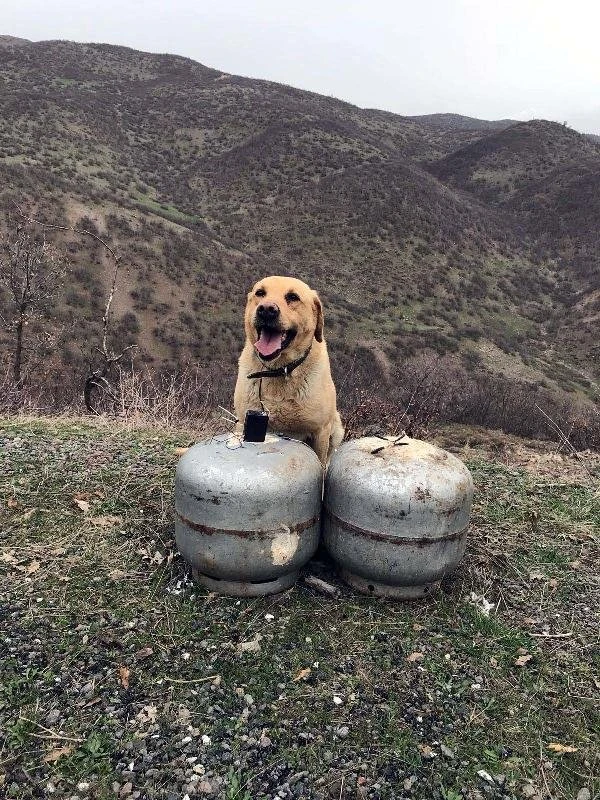 Bingöl'de 60 kilogramlık el yapımı patlayıcı imha edildi