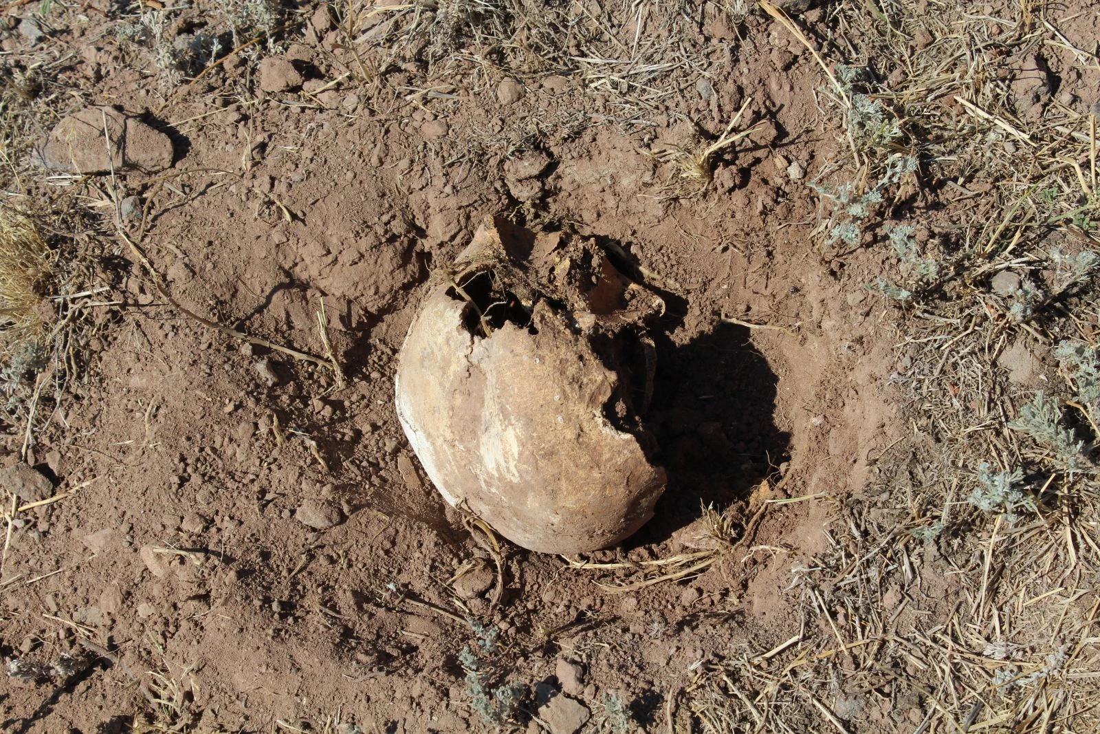 Erzurum’da koç başlı mezar taşları bulundu