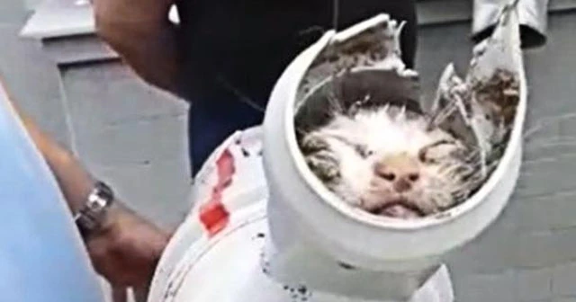 Mersin'de boruya sıkışan kediyi itfaiye kurtardı