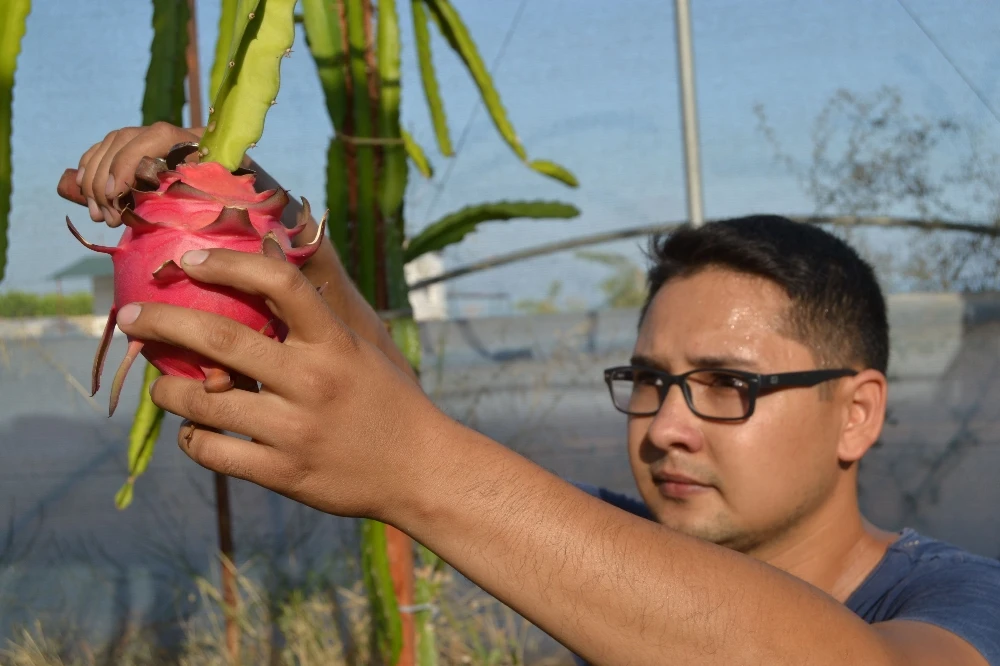 Ejder meyvesiyle tanışan üretici kazancını katladı