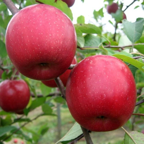 Pratik Göbek Eritme Egzersizleri ve Beslenme Önerieri