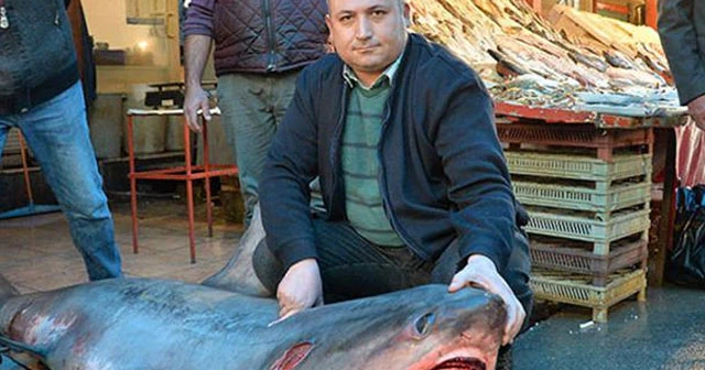 'Sapan' cinsi köpek balığını avlayana 1635 TL ceza