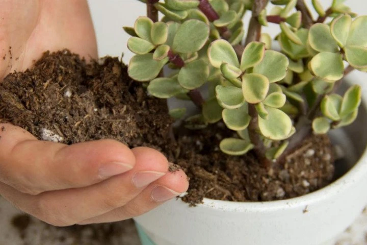 Evde çiçek bakımı nasıl yapılır, bir çiçeğe nasıl bakılır?