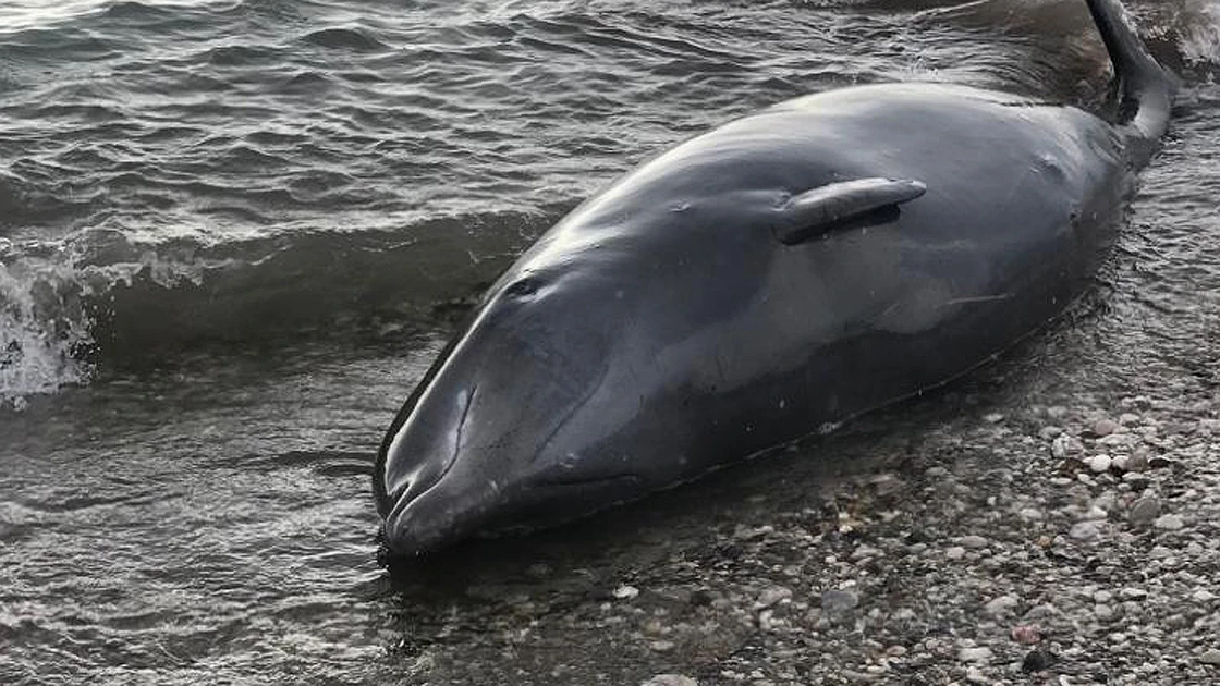 Yunusun kurtarılma anı