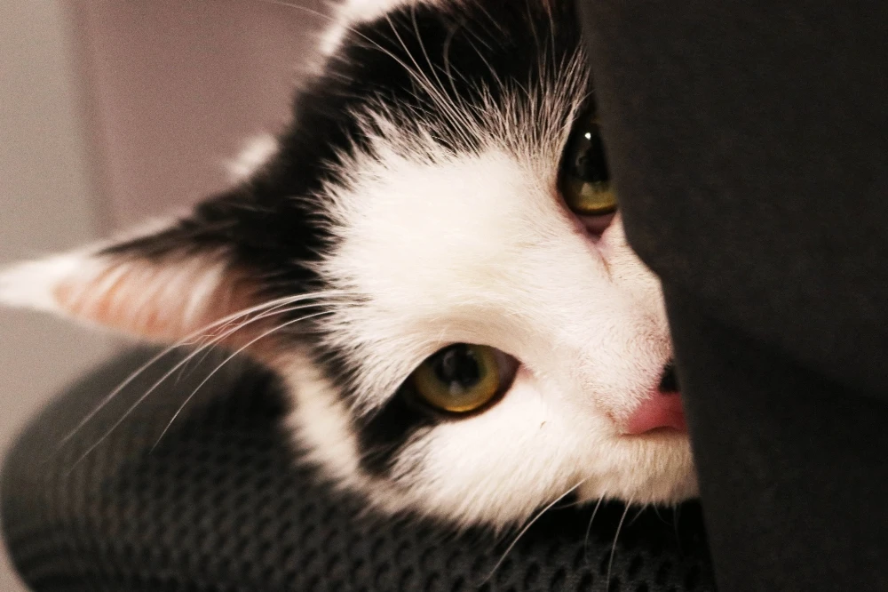 İngiltere ilk diplomat kedisini Ürdün’e atadı