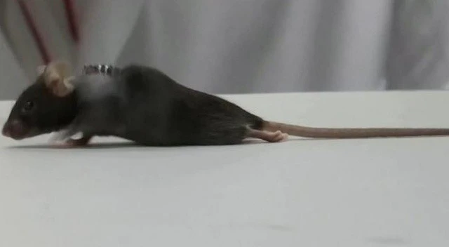 Yeni yöntem felçli hastalara umut oldu! 4 haftada ayağa kaldıran tedavi