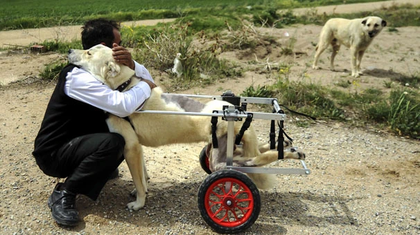 Cumhurbaşkanı Erdoğan, 'Yılın Fotoğrafları' oylamasına katıldı
