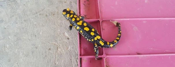 Nesli tükenmek üzere! Osmaniye’de bulundu