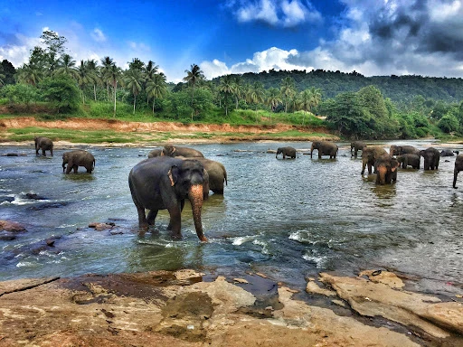 Sri Lanka'da yeni evcil hayvan yasası: 'Alkollü fil kullanma' yasağı
