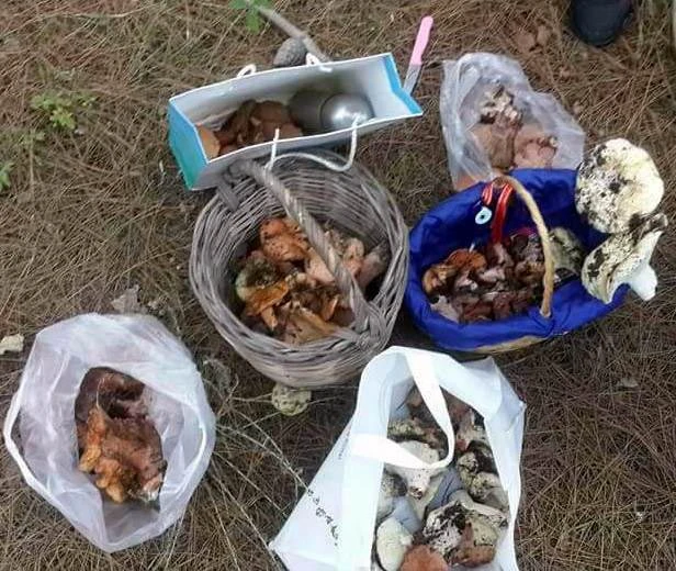 Fiyatını duyan ormana koştu