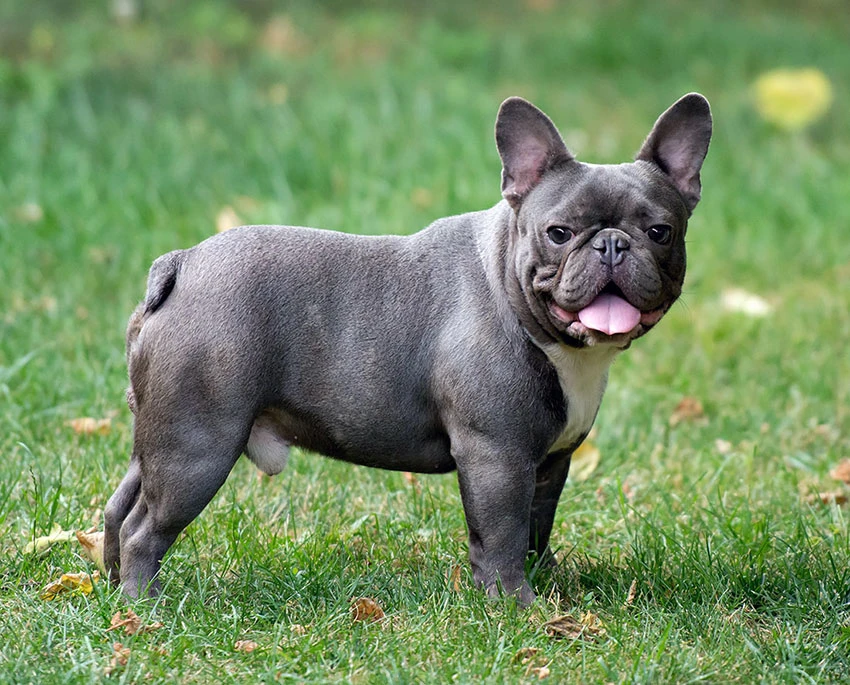 Dünyanın En Küçük Köpek Cinsleri