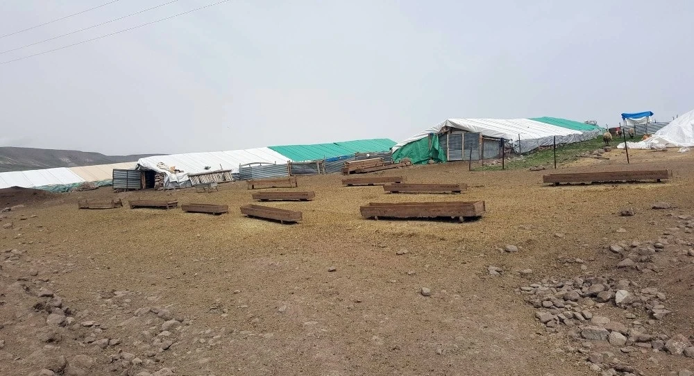 İnanılır gibi değil: 1 kedi 14 koyunu telef etti!