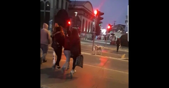 Balıkesir'de kırmızı ışıkta bekleyen köpeğin örnek davranışı dikkat çekti