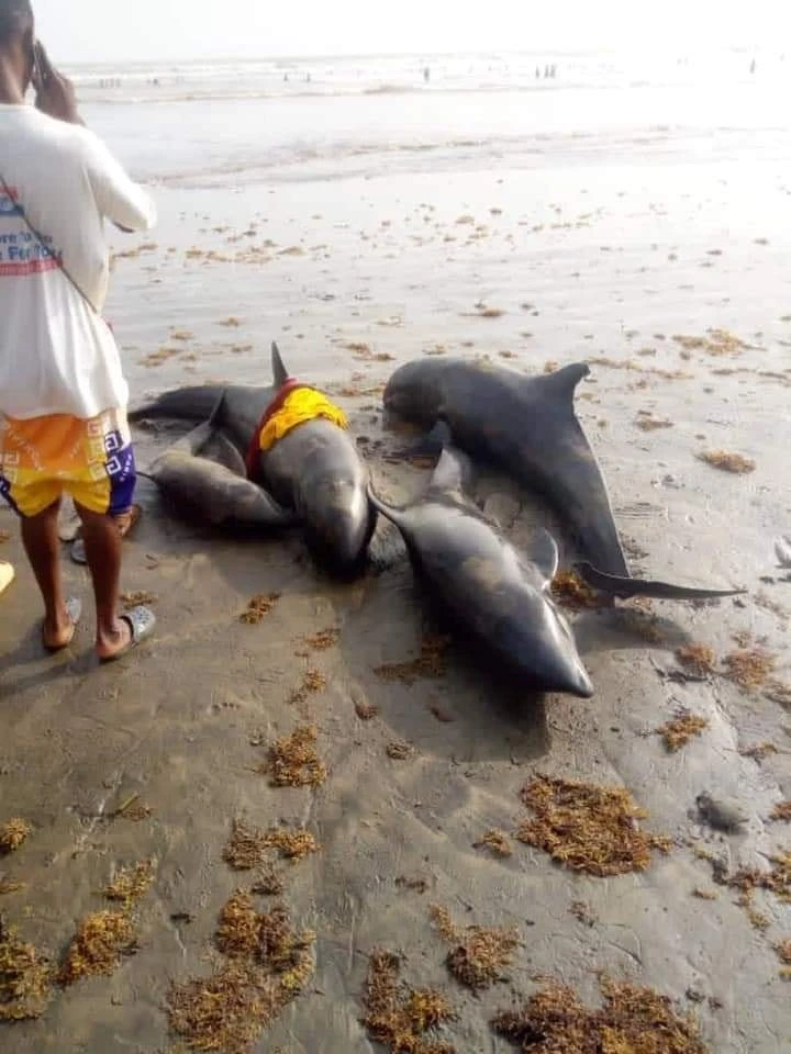 Onlarca yunus kıyıya vurdu