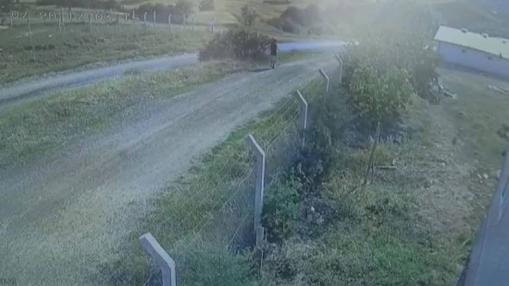 Kaçan kurbanlığın peşinden giden genç kayboldu