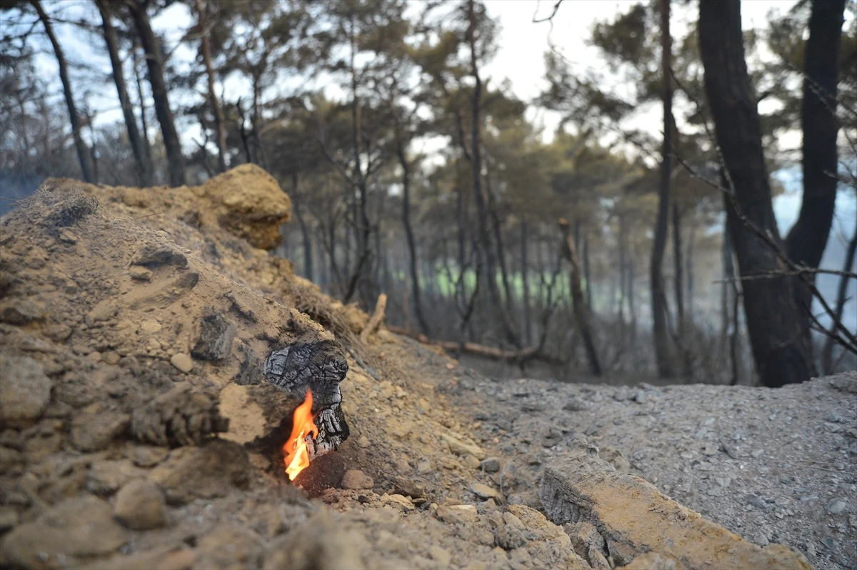 Gelibolu Yarımadası'ndaki orman yangınına havadan müdahale yeniden başladı