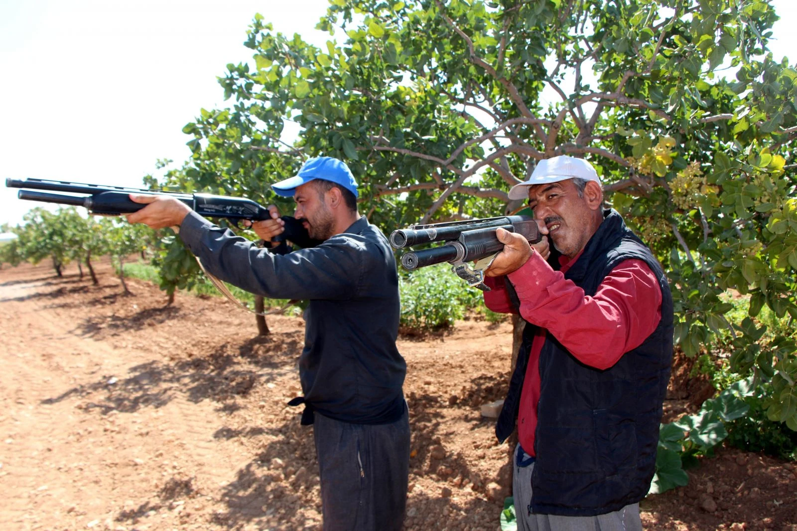 Antep fıstığı için gece gündüz silahlı nöbet