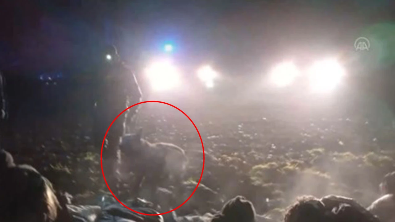 Göçmenlere vahşice müdahale: Önce dövdüler sonra üzerlerine köpek saldılar