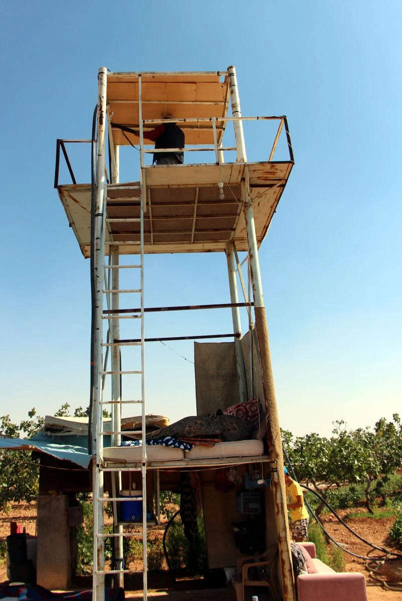 Antep fıstığı için gece gündüz silahlı nöbet