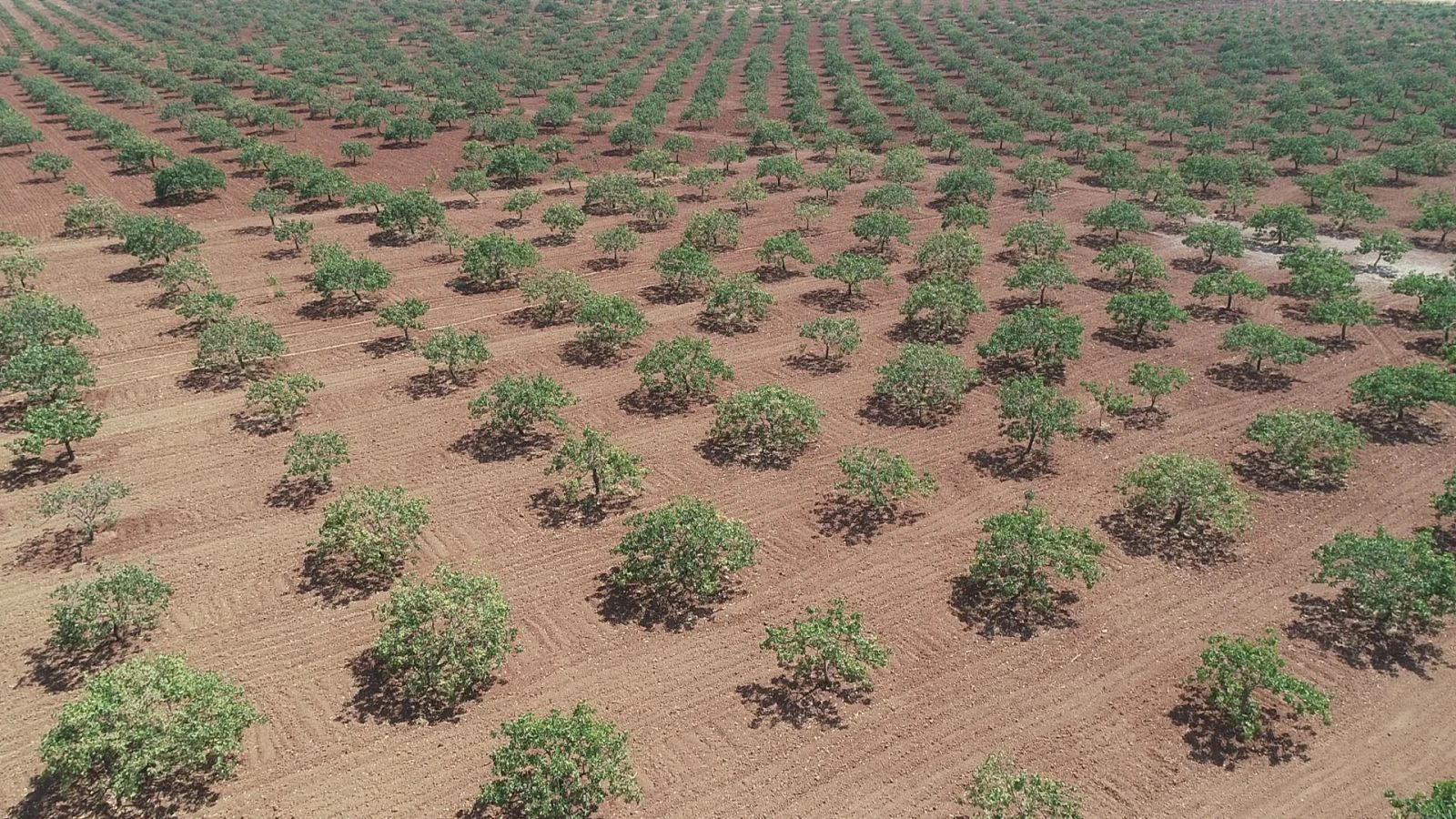 Antep fıstığı için gece gündüz silahlı nöbet