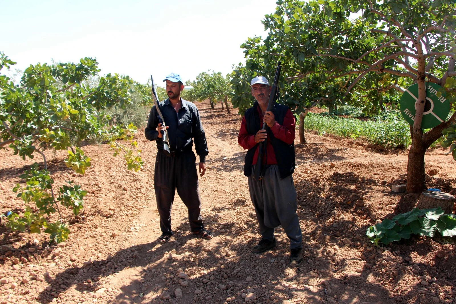 Antep fıstığı için gece gündüz silahlı nöbet