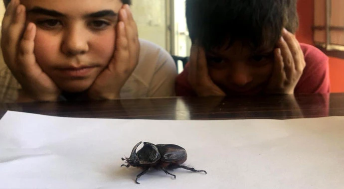 Erzurum’da gergedan böceği bulundu