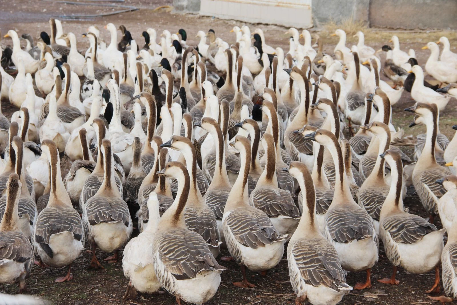 Bu kaz başka kaz! Tüyü etinden pahalı