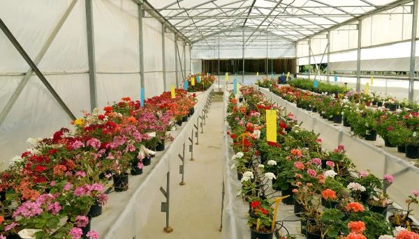 Türkiye'nin ilk yerli sardunyası üretilmeye başlandı