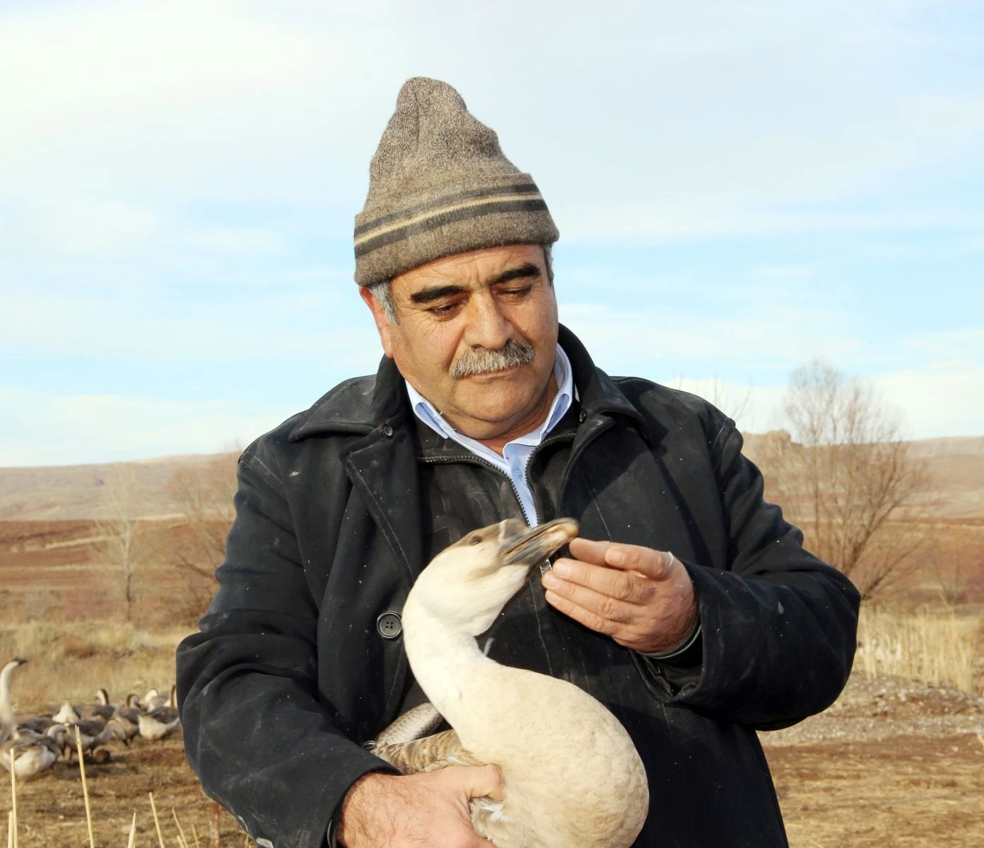 Bu kaz başka kaz! Tüyü etinden pahalı