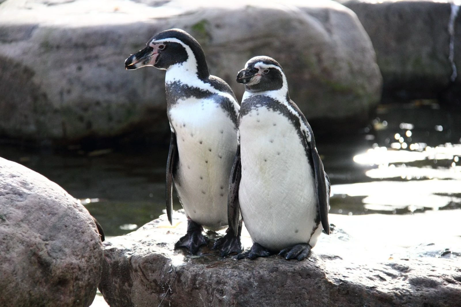 Koronavirüs salgını hayvanat bahçesini de vurdu