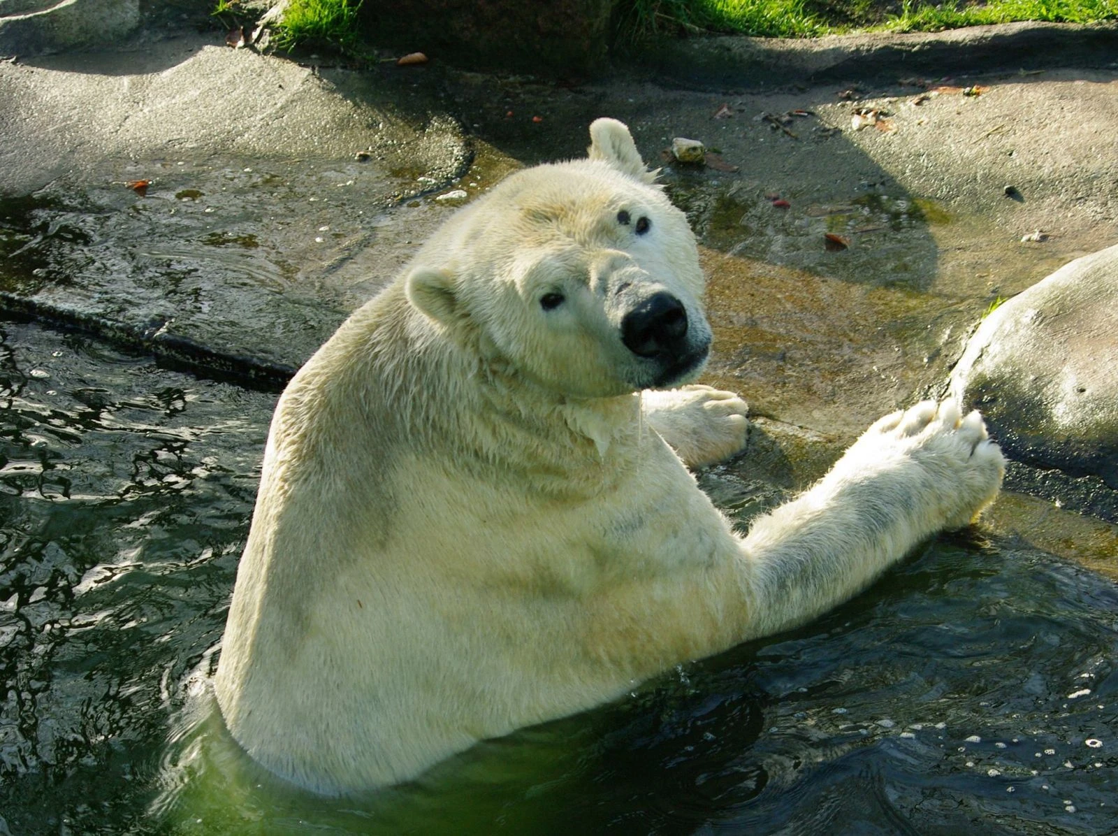 Koronavirüs salgını hayvanat bahçesini de vurdu