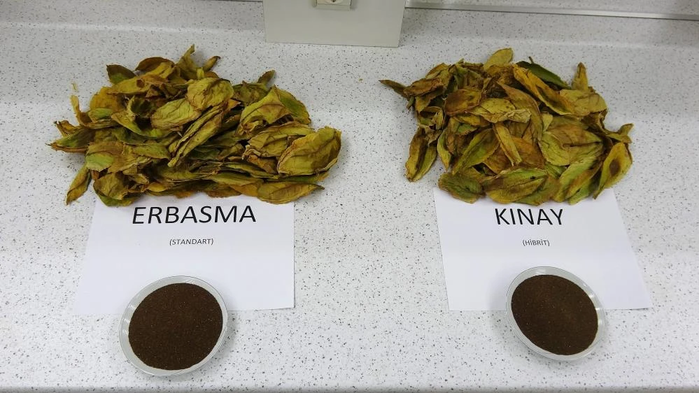 Türkiye’nin ilk milli hibrit tütünü geliştirildi