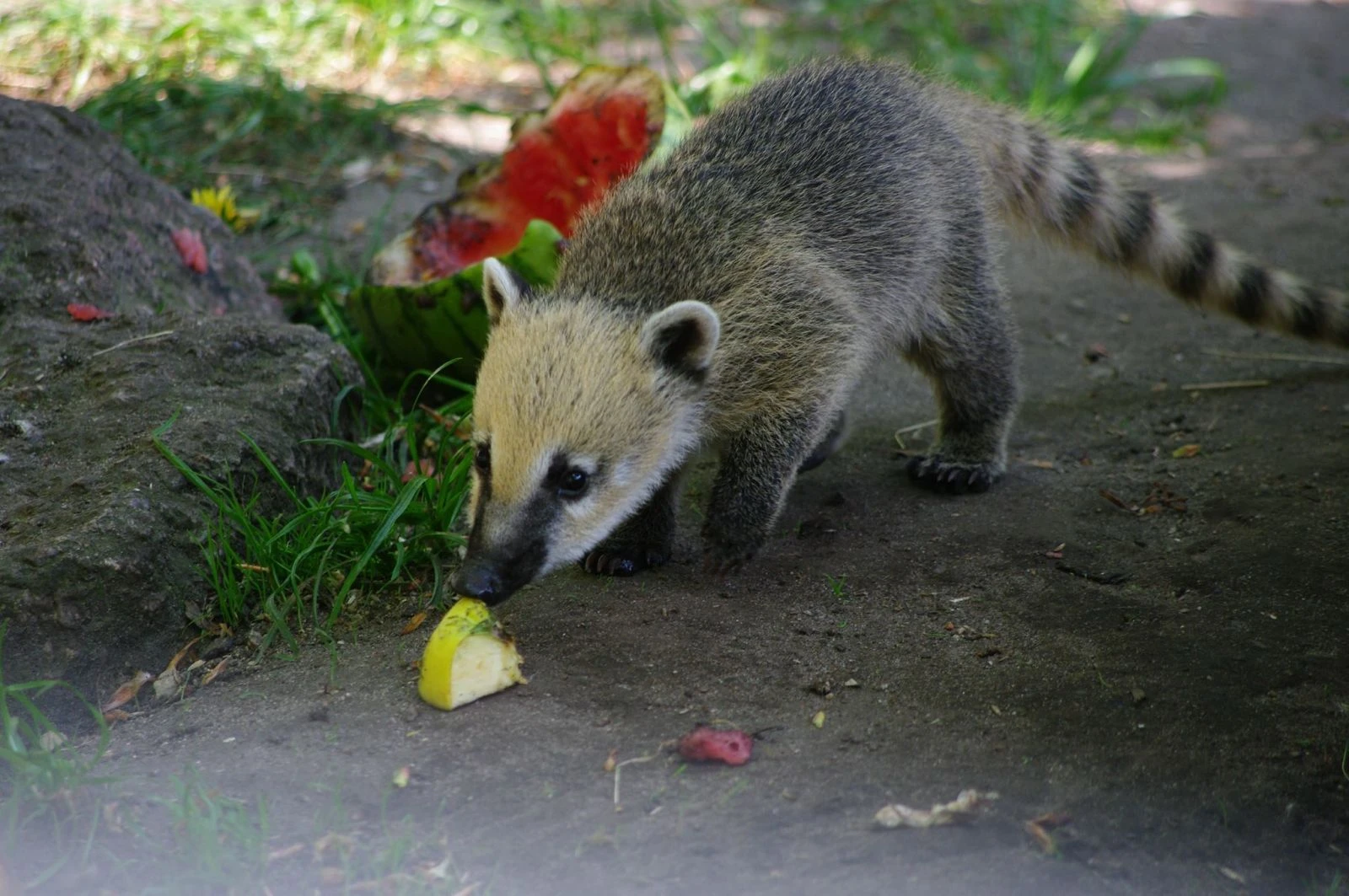 Koronavirüs salgını hayvanat bahçesini de vurdu