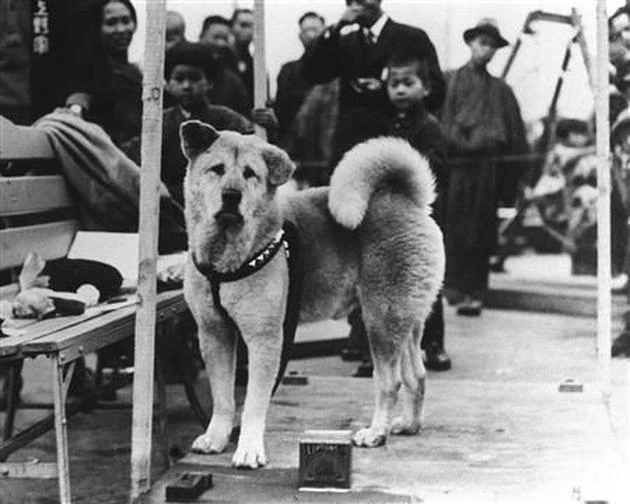 Yeni Hachiko duygulandırdı: 6 aydır sahibini bekliyor