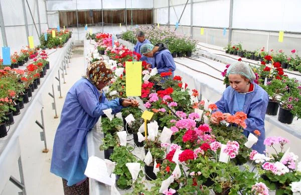 Türkiye'nin ilk yerli sardunyası üretilmeye başlandı