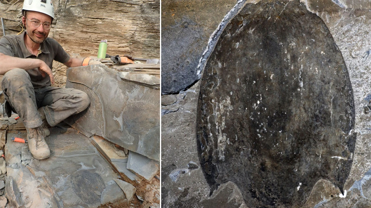 500 milyon yıl önce yaşayan canlının fosili kıyıya vurdu