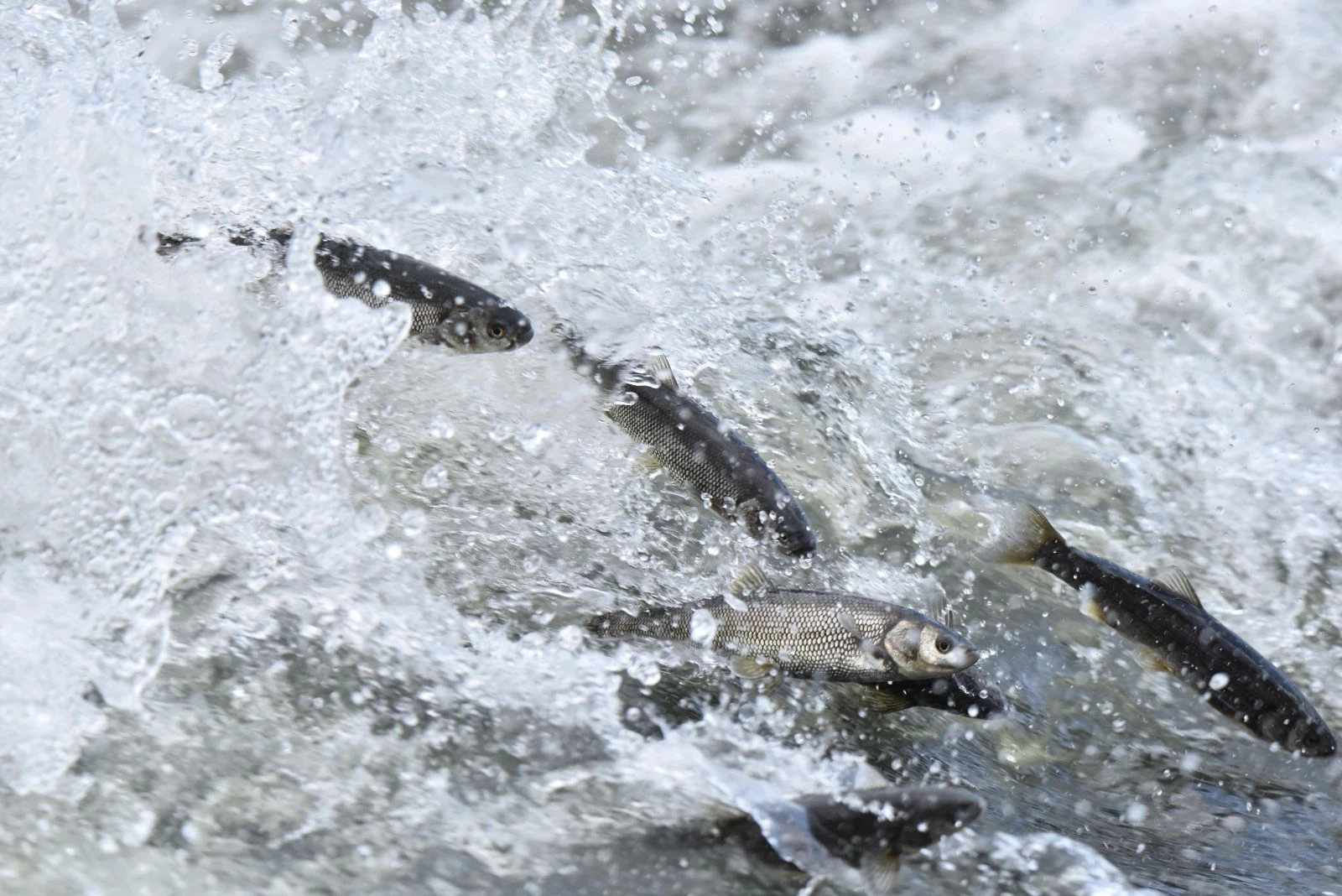 İnci kefalinin muhteşem yolculuğu