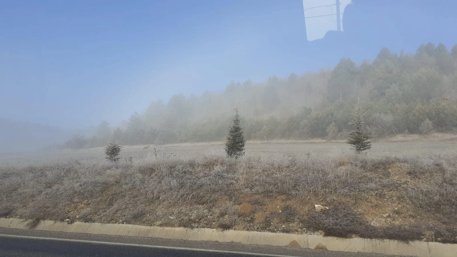 Aç kalan kurt köy yakınına indi