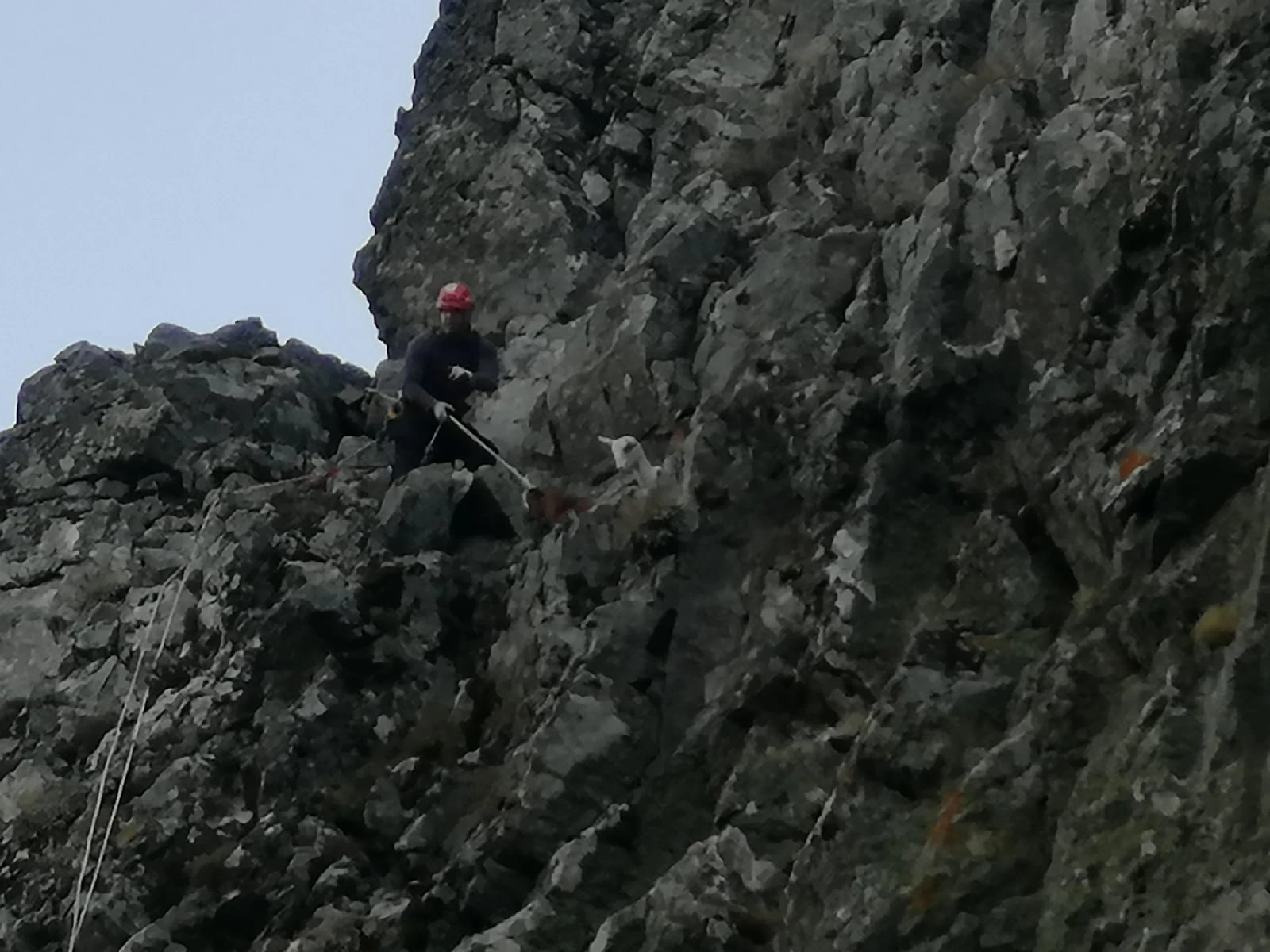 İtfaiyenin Nasreddin Hoca misali keçi kurtarma operasyonu