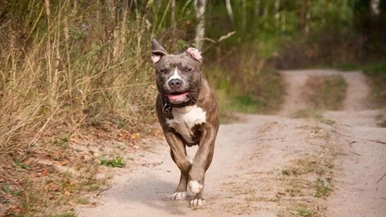 Yasaklı köpek ırkları için son gün: Sokağa atarsanız 30 bin lira cezası var