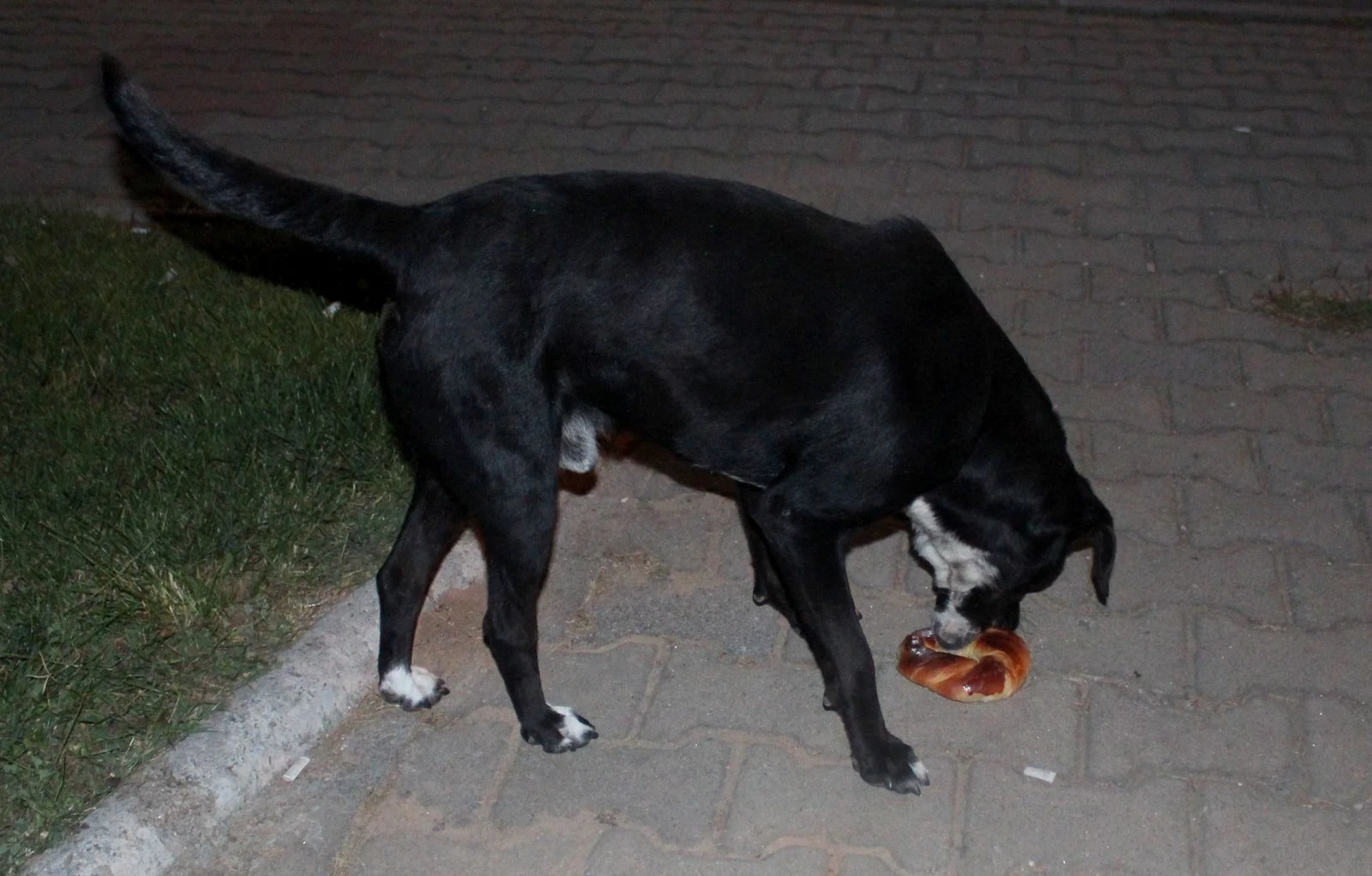 Köpekler aç kalmasın diye ekmek dolabının camını kırdı